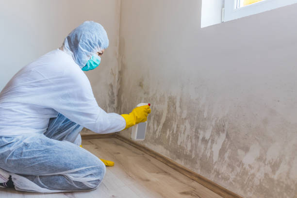 Licensed Basement Mold Remediation service in Louisville, IL - Car Mold Remediation