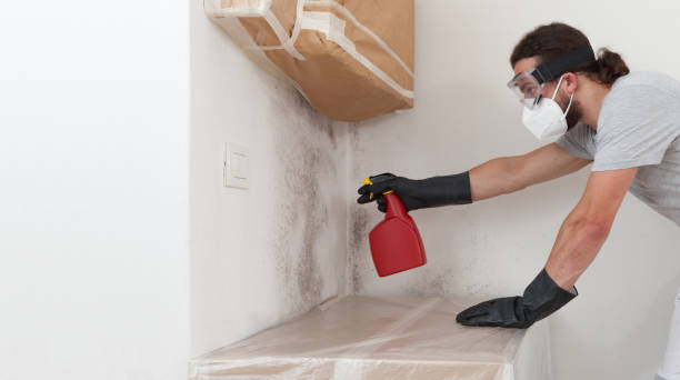 Professional Basement Mold Remediation technician working in Louisville, IL