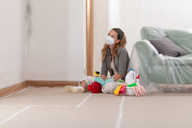 Reliable Basement Mold Remediation contractor in Louisville, IL by Car Mold Remediation