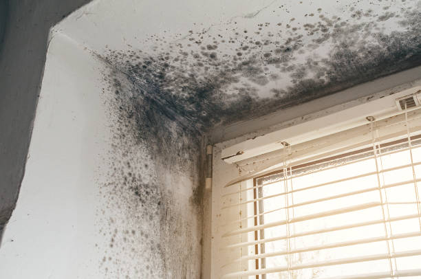Affordable Basement Mold Remediation solutions in Louisville, IL