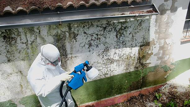 Top rated local Basement Mold Remediation specialists in Louisville, IL